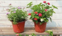 白姓爆料快讯最新视频,最新视频揭秘惊人内幕